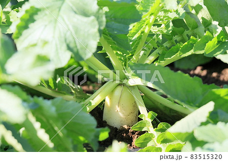 畑の大根　大根 83515320