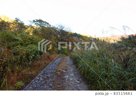 刈込池への登山道(福井県 大野市) 刈込池への登山道(福井県 大野市) 83515661