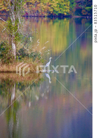 秋の曽原湖（福島県・北塩原村） 83515710