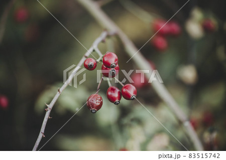rose hip berries on bush 83515742