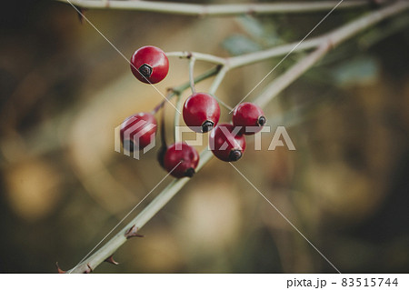 rose hip berries on bush rose hip berries on bush 83515744