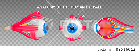 Human Eye Anatomy Transparent Set 83516012
