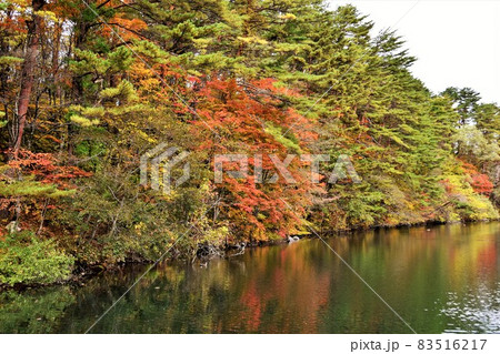 秋の裏磐梯 五色沼(柳沼)の紅葉 秋の裏磐梯 五色沼(柳沼)の紅葉 83516217