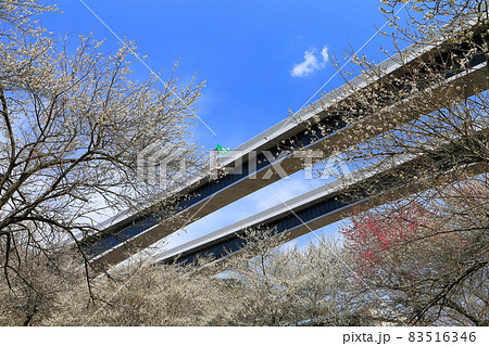 【東京都】高尾梅郷と八王子JCT 83516346