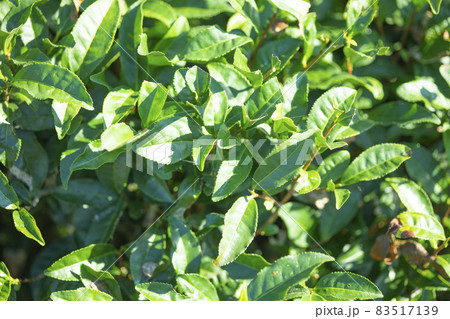 茶畑のイメージ (背景素材) 茶畑のイメージ (背景素材) 83517139