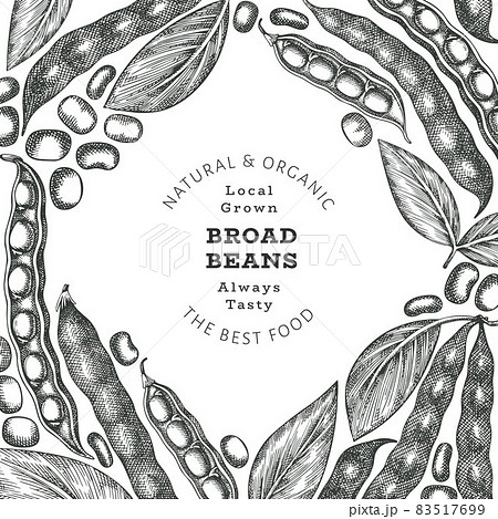 Hand drawn broad beans design template. Organic fresh food vector illustration. Retro pods illustration. Engraved botanical style cereal background. Hand drawn broad beans design template. Organic fresh food vector illustration. Retro pods illustration. Engraved botanical style cereal background. 83517699