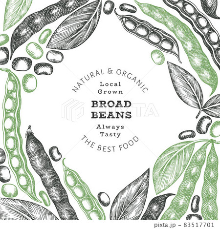 Hand drawn broad beans design template. Organic fresh food vector illustration. Retro pods illustration. Engraved botanical style cereal background. Hand drawn broad beans design template. Organic fresh food vector illustration. Retro pods illustration. Engraved botanical style cereal background. 83517701