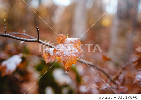 autumn leaves in ice . first frost 83517840
