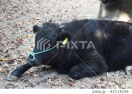 北九州市立総合農事センターの動物ふれあい広場 北九州市立総合農事センターの動物ふれあい広場 83518206