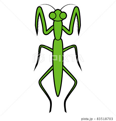 カマキリのイラスト素材