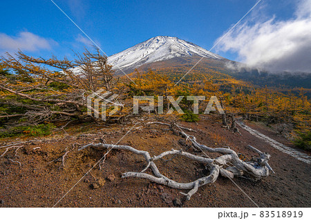 奥庭の紅葉 富士山 奥庭の紅葉 富士山 83518919