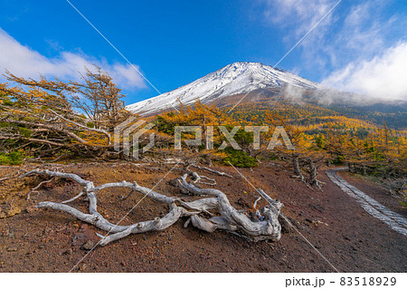 奥庭の紅葉 富士山 奥庭の紅葉 富士山 83518929