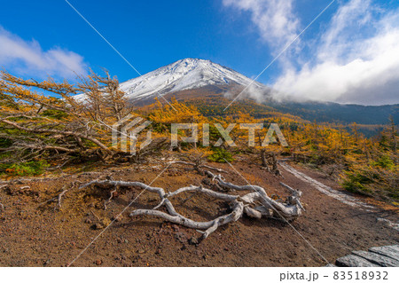 奥庭の紅葉 富士山 奥庭の紅葉 富士山 83518932