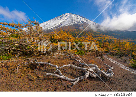 奥庭の紅葉 富士山 奥庭の紅葉 富士山 83518934