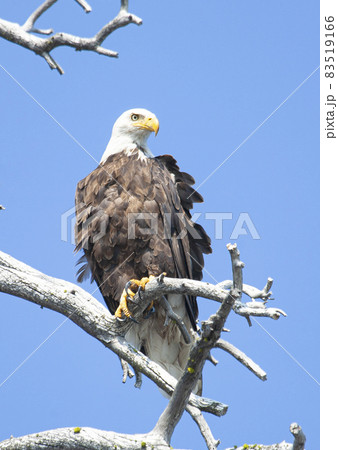 獲物を待つアメリカンボールドイーグル 白頭鷲の写真素材 [83519166