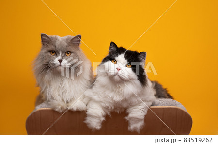 two different colored british longhair cats side by side on pet bed two different colored british longhair cats side by side on pet bed 83519262
