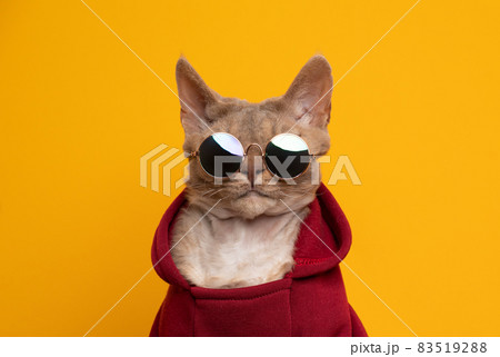 cool cat portrait. fawn lilac devon rex cat wearing red hoodie and sunglasses cool cat portrait. fawn lilac devon rex cat wearing red hoodie and sunglasses 83519288