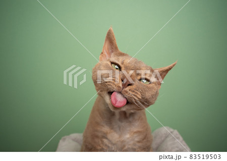 devon rex cat making funny face sticking out tongue on green background 83519503