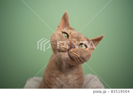 cute devon rex cat looking at camera tilting head portrait 83519504
