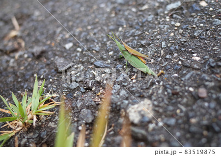 おんぶバッタ おんぶバッタ 83519875