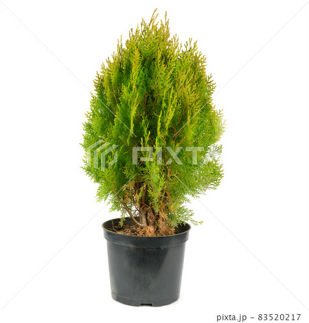 Thuja garden bush in a pot isolated on white Thuja garden bush in a pot isolated on white 83520217