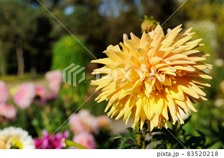 yellow dahlia in the summer garden. 83520218