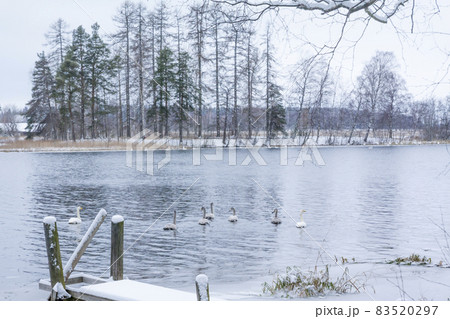 Winter calm landscape on a river with a white swans and pier. Finland, river Kymijoki. 83520297