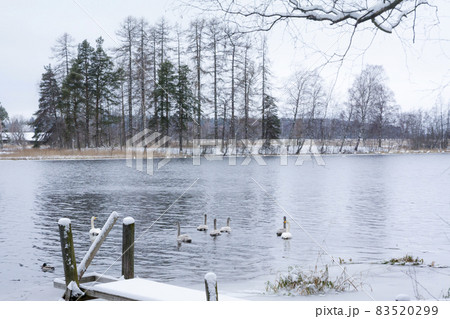 Winter calm landscape on a river with a white swans and pier. Finland, river Kymijoki. Winter calm landscape on a river with a white swans and pier. Finland, river Kymijoki. 83520299