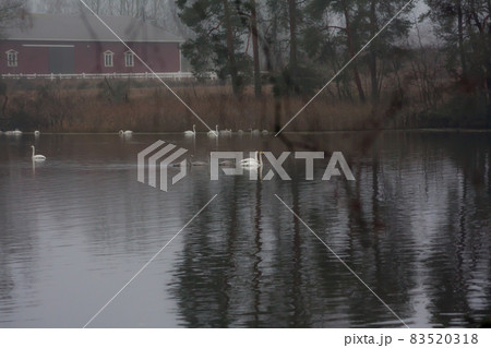 Autumn dark calm landscape on a foggy river with a white swans and trees reflection in water. Finland, river Kymijoki. 83520318
