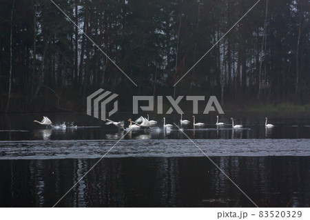 Blurred photo of autumn dark landscape on a foggy river with a white flying up swans. Finland, river Kymijoki. 83520329