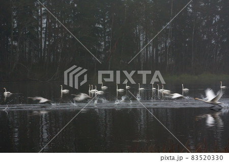 Blurred photo of autumn dark landscape on a foggy river with a white flying up swans. Finland, river Kymijoki. 83520330