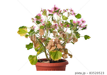 Diseased geranium flower with withered leaves in a pot isolated on white background. 83520523