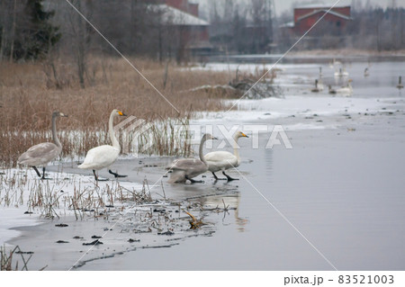 Winter calm landscape on a river with a white swans on ice. Finland, river Kymijoki. Winter calm landscape on a river with a white swans on ice. Finland, river Kymijoki. 83521003