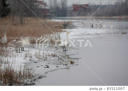 Winter calm landscape on a river with a white swans on ice. Finland, river Kymijoki. 83521007