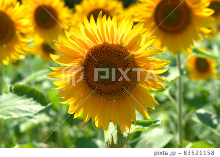 向日葵　ひまわり　ひまわり畑 83521158