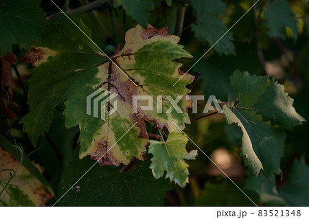 Diseased shoots, inflorescences and berries look like they are showered with ash, which smells like Diseased shoots, inflorescences and berries look like they are showered with ash, which smells like 83521348