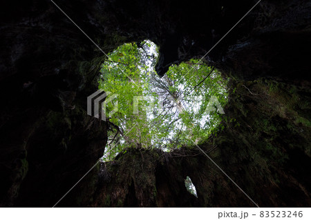 ウィルソン株 83523246