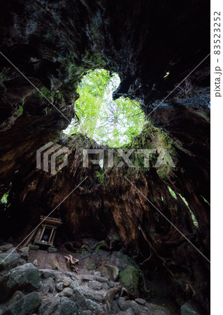 ウィルソン株 ウィルソン株 83523252