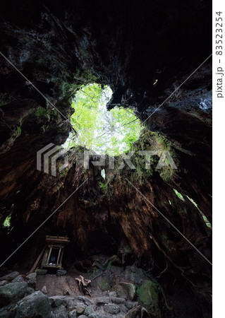 ウィルソン株 83523254