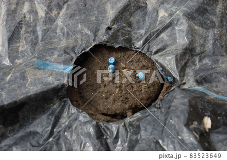 スナップエンドウの種まき 83523649