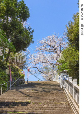 [東京・愛宕] 愛宕山の男坂である出世の石段の天辺に咲く愛宕神社の桜。 83524070
