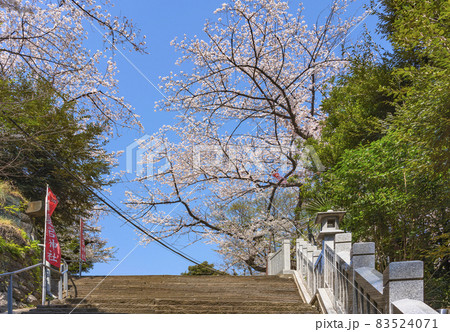 [東京・愛宕] 愛宕山の男坂である出世の石段の天辺に咲く愛宕神社の桜。 83524071