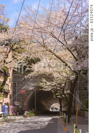[東京・神谷町] 満開の桜に覆われた愛宕神社に導く愛宕山を潜るトンネル。 83524074