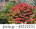 紅葉する木 83525531