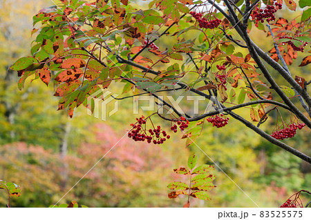 鎌池のナナカマド 鎌池のナナカマド 83525575