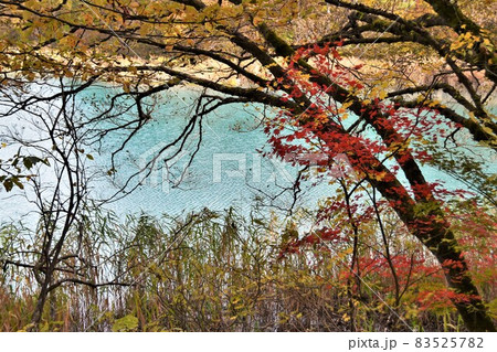 秋の裏磐梯 五色沼(弁天沼)の紅葉 秋の裏磐梯 五色沼(弁天沼)の紅葉 83525782