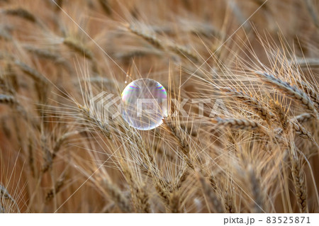 Soap bubble on spikelets of a wheat field Soap bubble on spikelets of a wheat field 83525871