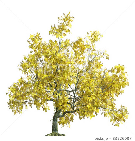 Autumn tree 3d illustration isolated on white background 83526007