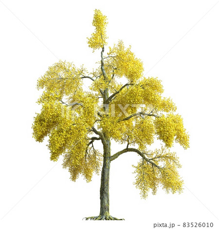 Autumn tree 3d illustration isolated on white background 83526010