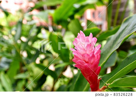 ハワイの休日 83526228